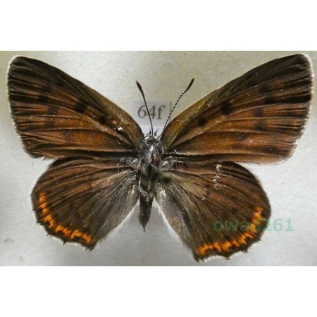 Lycaena alciphron (Rottemburg, 1775) female Czerwończyk zamgleniec Czech64f